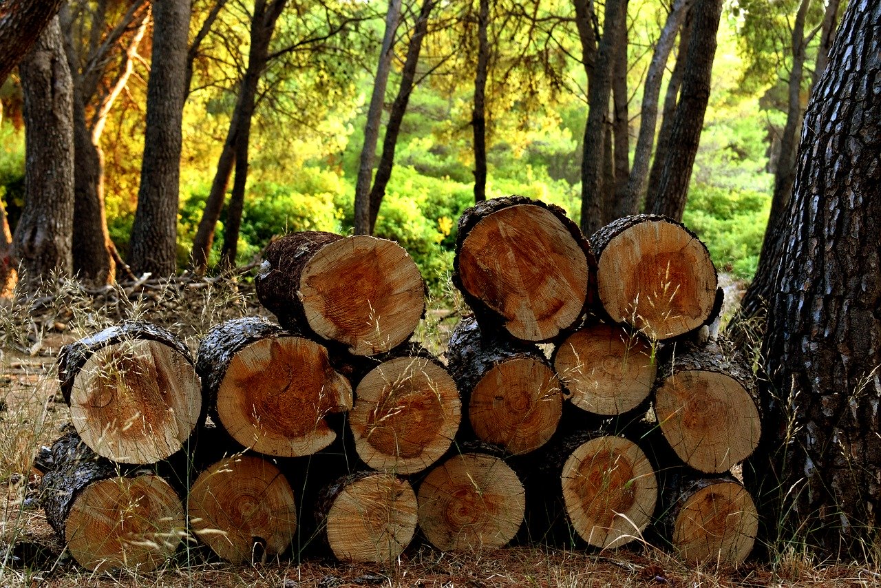 newly harvested timber