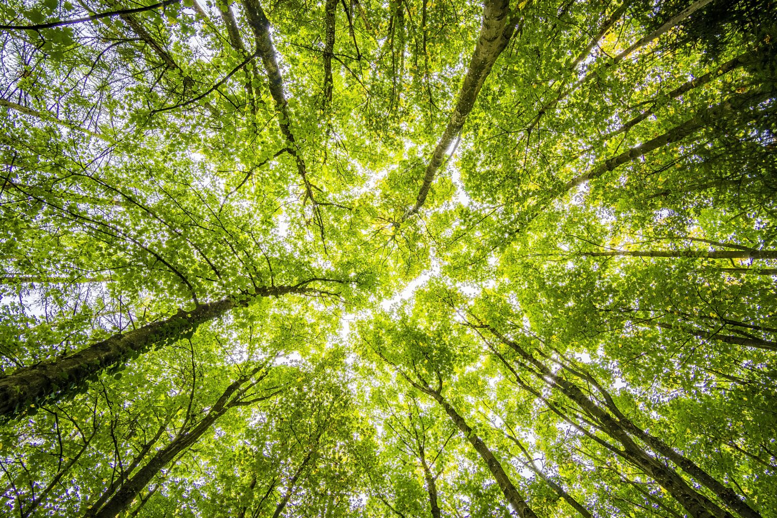 how-to-identify-a-tree-s-species-green-ridge-forestry